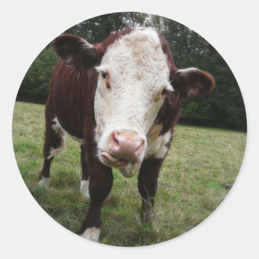 牛が舌を突き出す ラウンドシール (正面)