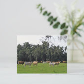 牛とヒノキ ポストカード (スタンド正面)