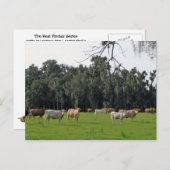 牛とヒノキ ポストカード (正面/裏面)