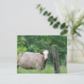 牛とフェンス ポストカード (スタンド正面)