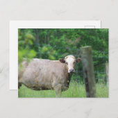 牛とフェンス ポストカード (正面/裏面)