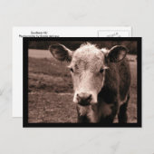 牛とフライ ポストカード (正面/裏面)