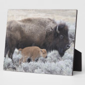 牛と子牛のバイソン，イエローストーン フォトプラーク (側面)