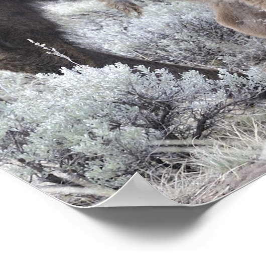 牛と子牛のバイソン，イエローストーン ポスター (角)