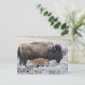 牛と子牛のバイソン,イエローストーン ポストカード (スタンド正面)