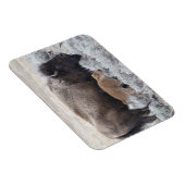 牛と子牛のバイソン，イエローストーン マグネット (右側)