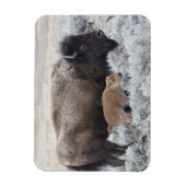 牛と子牛のバイソン，イエローストーン マグネット (縦)