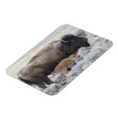 牛と子牛のバイソン，イエローストーン マグネット (左側)