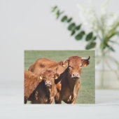 牛と子牛のリムジン ポストカード (スタンド正面)