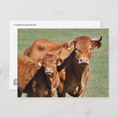 牛と子牛のリムジン ポストカード (正面/裏面)