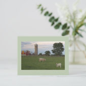 牛と子牛の農場はがき ポストカード (スタンド正面)