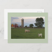 牛と子牛の農場はがき ポストカード (正面/裏面)