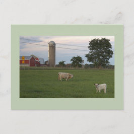 牛と子牛の農場はがき ポストカード