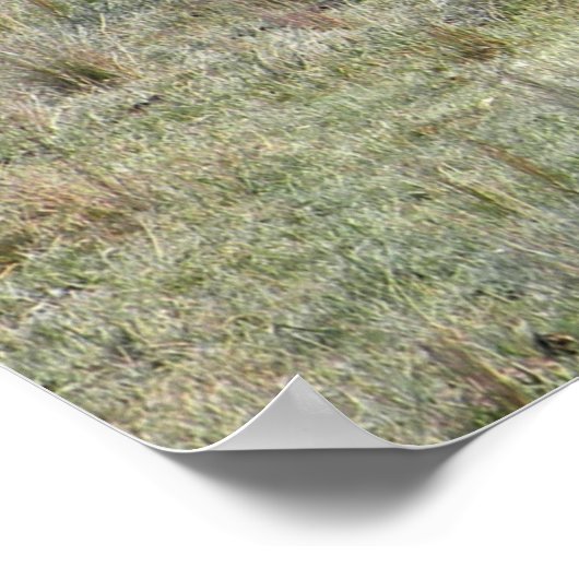 牛と子牛….. ポスター (角)