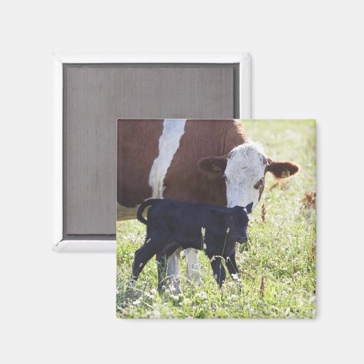 牛と子牛 マグネット (正面/裏面)
