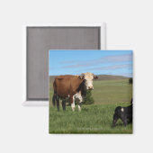 牛と犬は出身違う マグネット (正面/裏面)