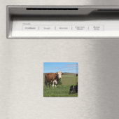 牛と犬は出身違う マグネット (インサイチュ (食洗機))