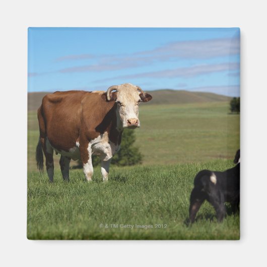 牛と犬は出身違う マグネット (正面)