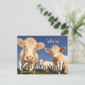 牛のおもしろい引っ越しました新しい住所はがき 案内ポストカード (スタンド正面)