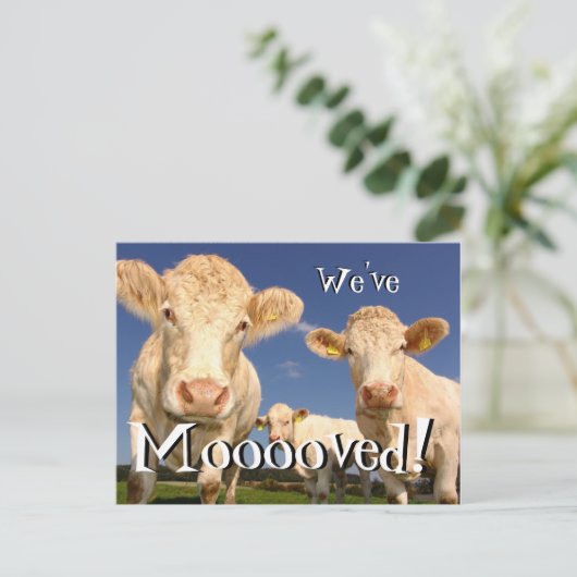 牛のおもしろい引っ越しました新しい住所はがき 案内ポストカード (スタンド正面)