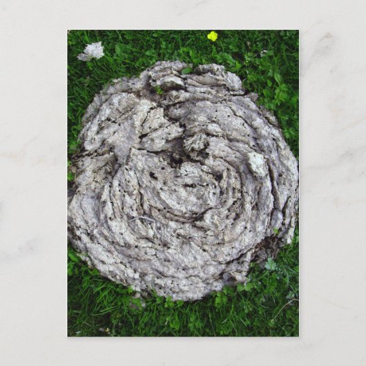 牛のもの ポストカード (正面)