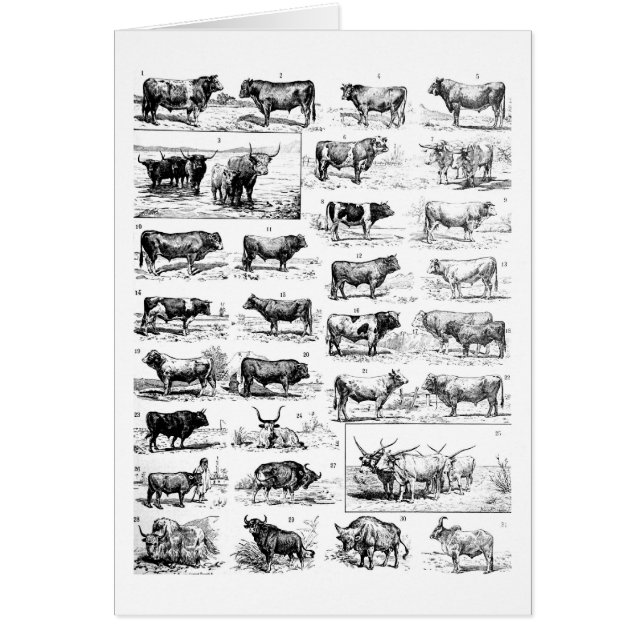 牛のような図表 (正面)