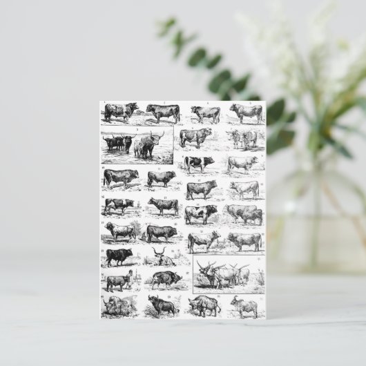 牛のような図表 ポストカード (スタンド正面)