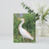 牛のエグルト ポストカード (スタンド正面)