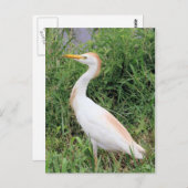 牛のエグルト ポストカード (正面/裏面)