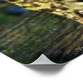 牛のカエル。 ポスター (角)