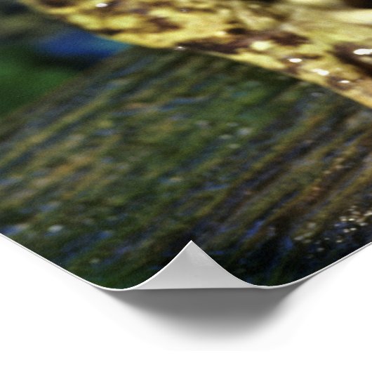 牛のカエル。 ポスター (角)