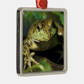 牛のカエル。 メタルオーナメント (右)