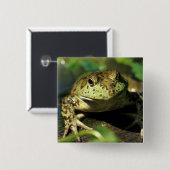 牛のカエル。 缶バッジ (正面&裏面)