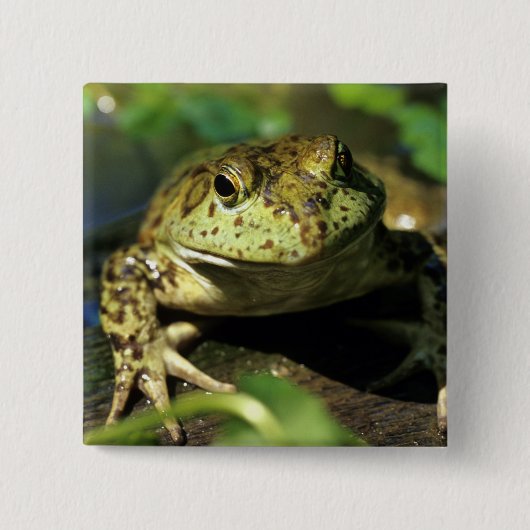 牛のカエル。 缶バッジ (正面)