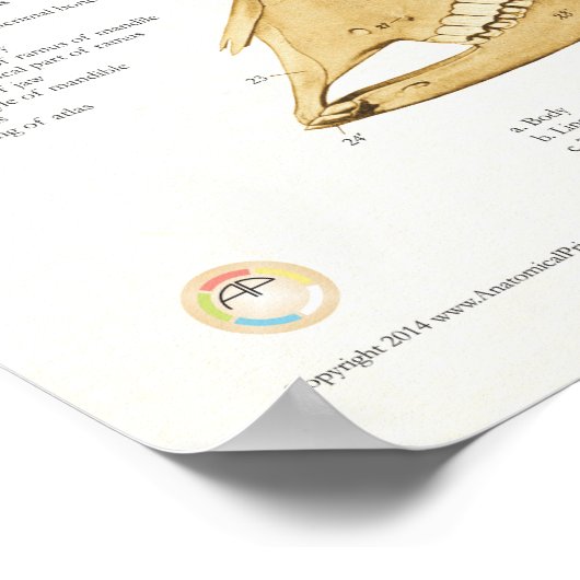 牛のスカル解剖図 ポスター (角)