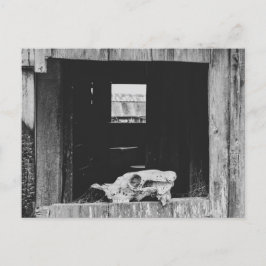 牛のスカル ポストカード