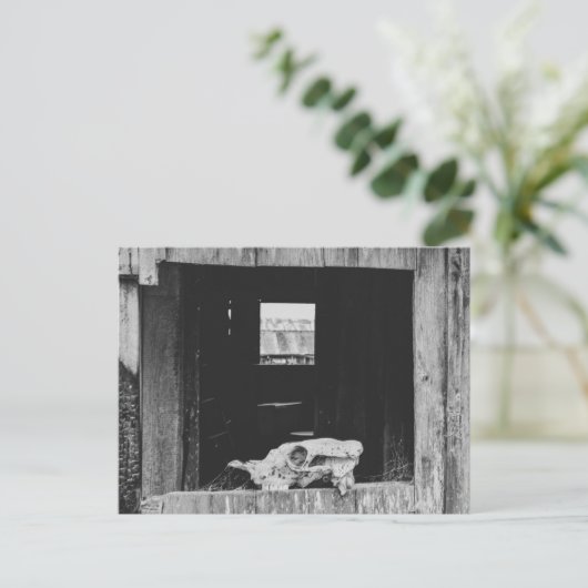 牛のスカル ポストカード (スタンド正面)