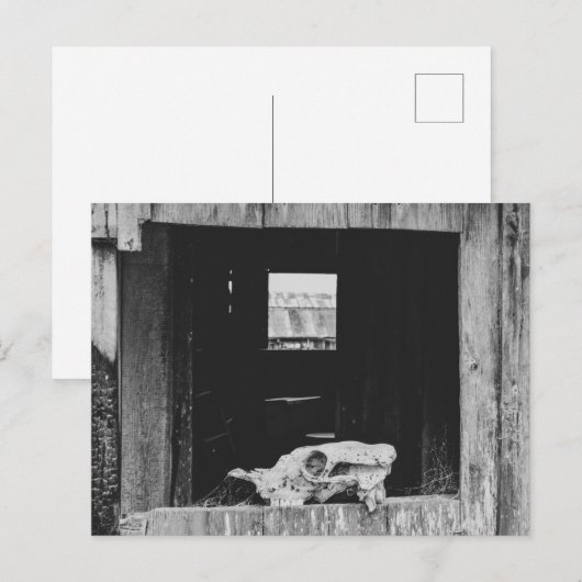 牛のスカル ポストカード (正面/裏面)