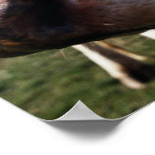 牛のフィールドで、クローズアップ ポスター (角)