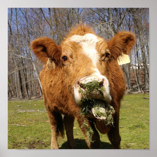 牛のプリント ポスター (正面)