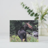 牛のムース ポストカード (スタンド正面)