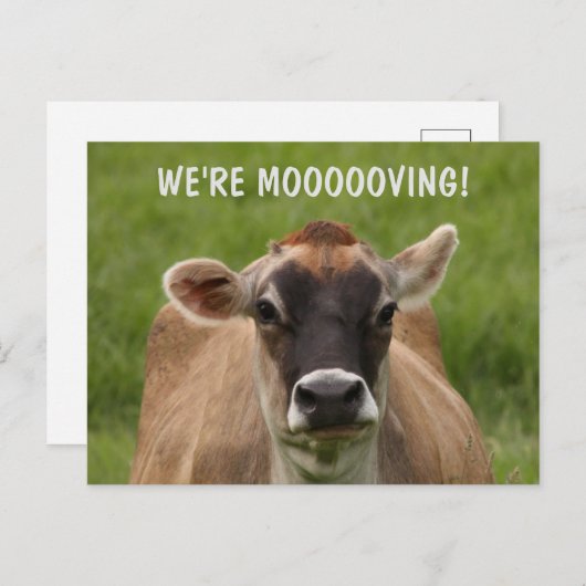 牛のユーモア移動はがき ポストカード (正面/裏面)
