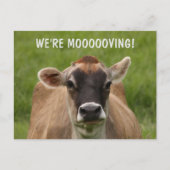牛のユーモア移動はがき ポストカード (正面)
