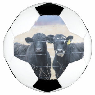 牛の傍観者 サッカーボール