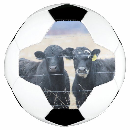 牛の傍観者 サッカーボール (正面)
