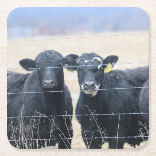 牛の傍観者 スクエアペーパーコースター (正面)