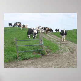 牛の写真ポスター ポスター