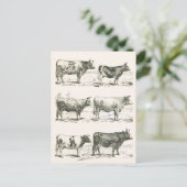 牛の品種,フランス,さまざまな品種 ポストカード (スタンド正面)