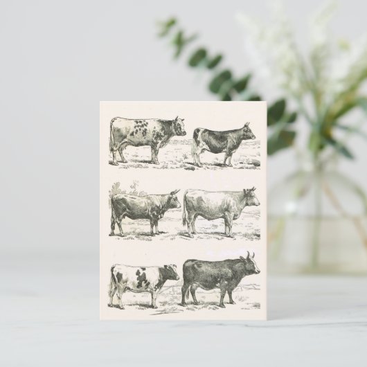 牛の品種,フランス,さまざまな品種 ポストカード (スタンド正面)