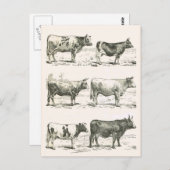 牛の品種,フランス,さまざまな品種 ポストカード (正面/裏面)